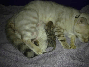 mum & kits